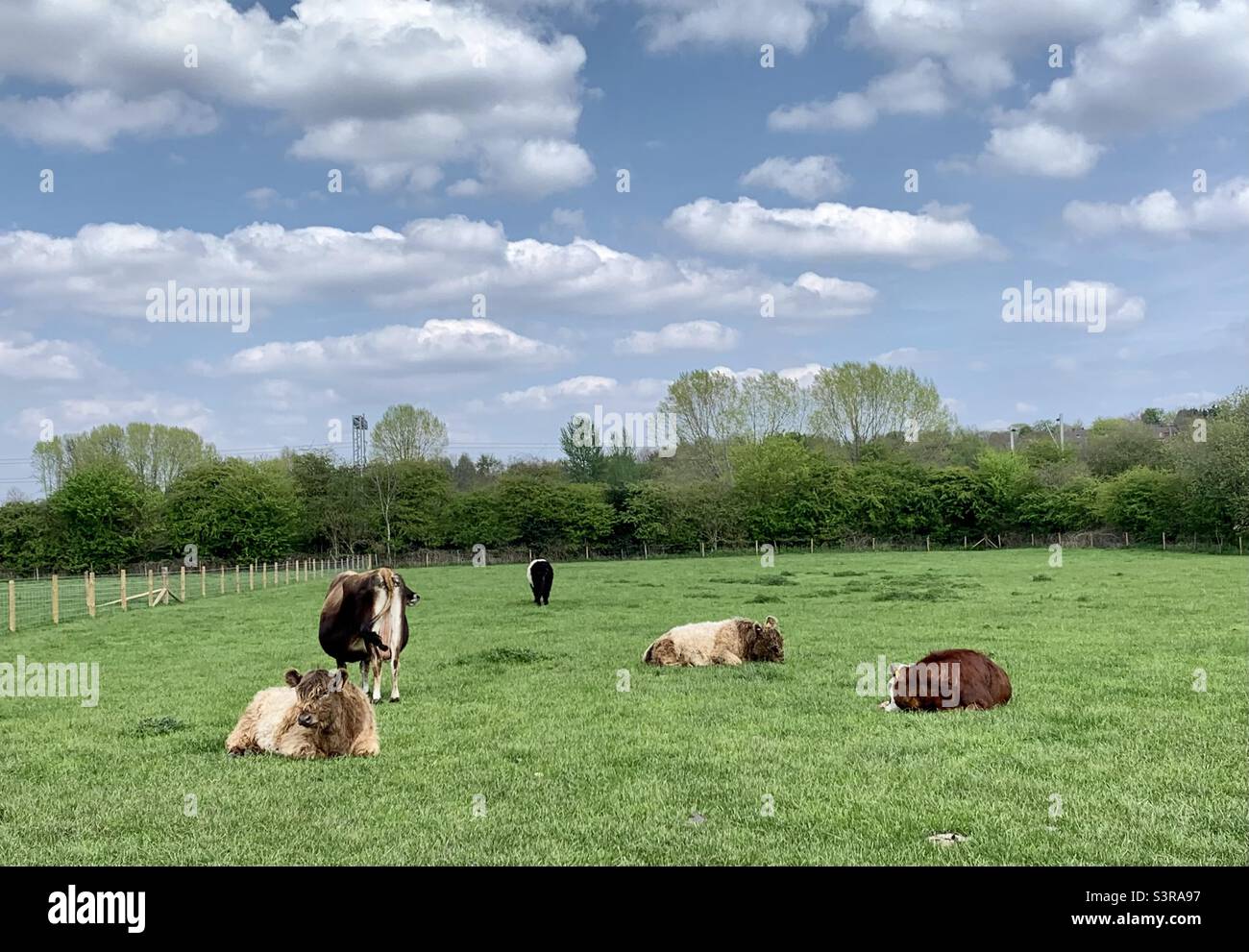 Kühe auf einem Feld wird es regnen? - Smartphone-aufgenommenes Stockfoto