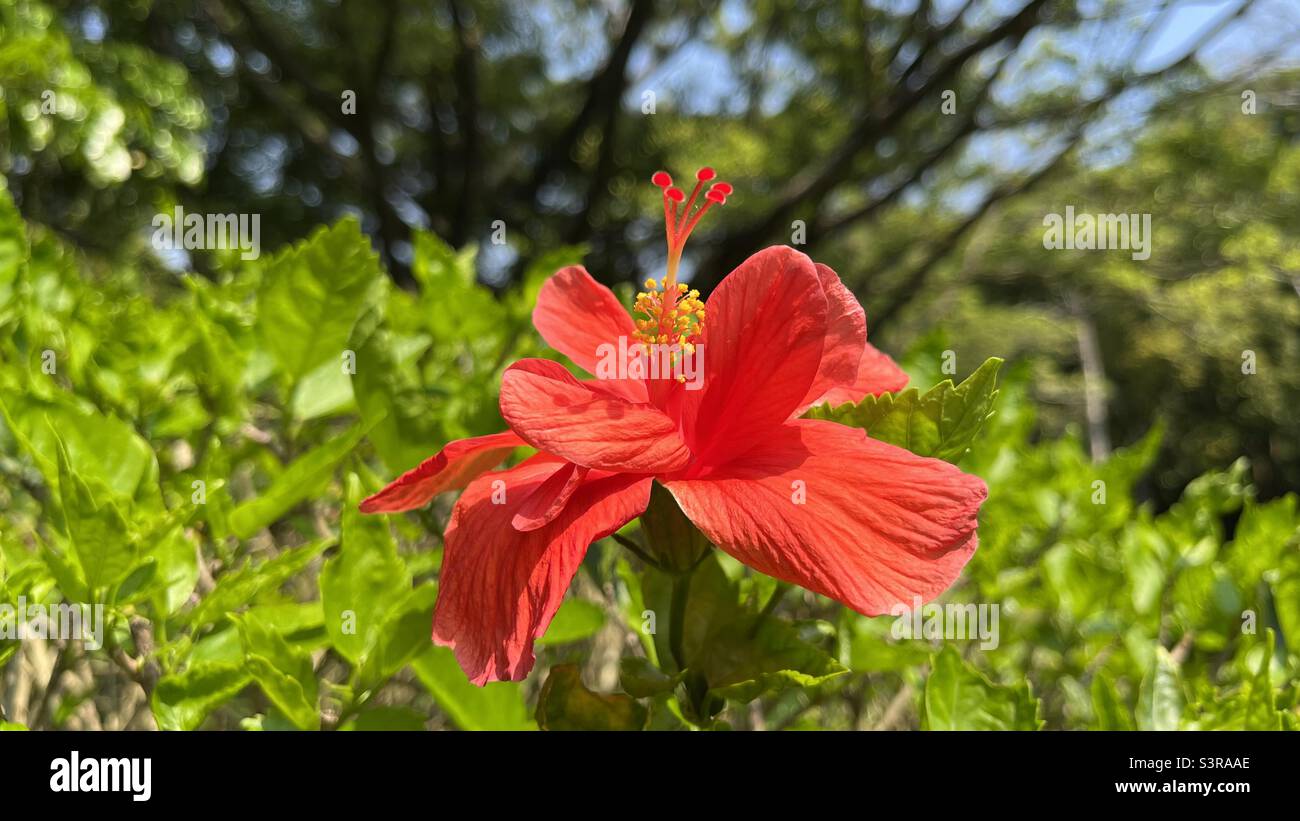 Nahaufnahme einer leuchtenden roten Hibiskusblüte mit zarten Blütenblättern und einem auffälligen Stamen vor einem üppigen grünen Hintergrund, die die Schönheit der tropischen Landschaft einfängt Stockfoto