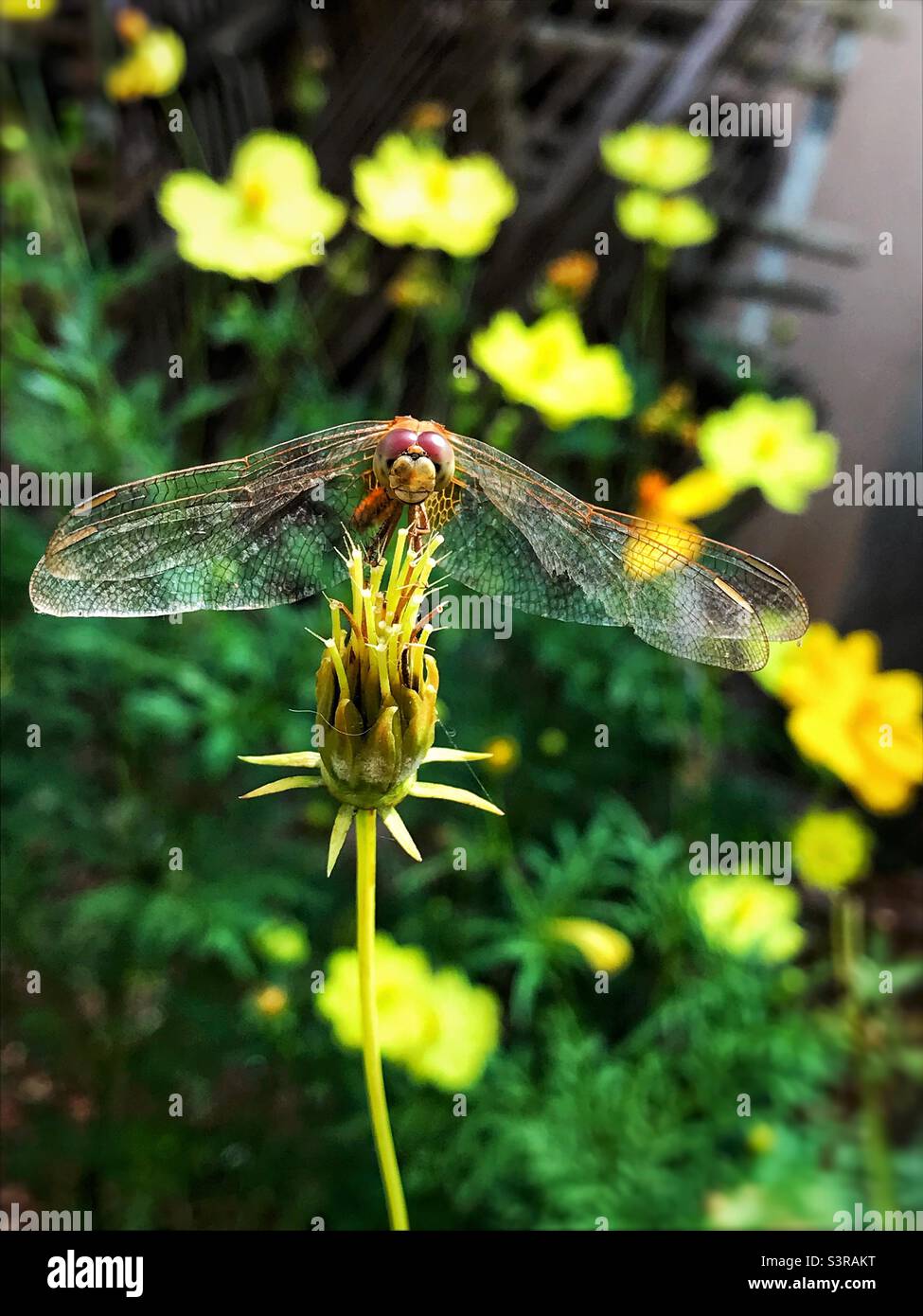 Libelle Stockfoto