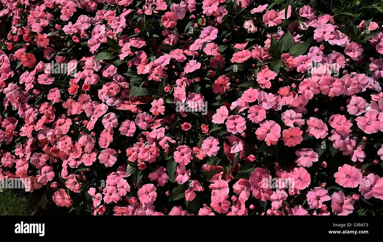 Eine lebendige Anzeige rosa Blumen in voller Blüte, die die zarte Schönheit und Frische der Natur einfangen. Stockfoto