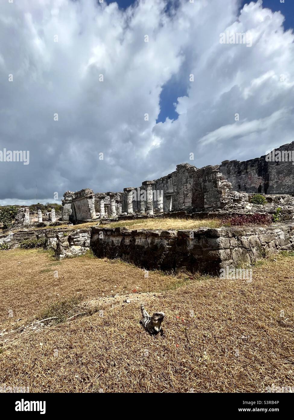Iguana vor den alten Maya-Ruinen in Tulum Mexico Stockfoto