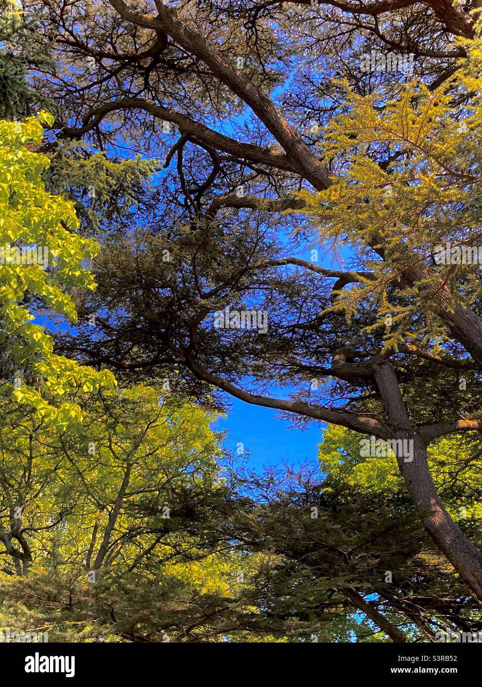 Atemberaubender blauer Himmel durch die wunderschönen Bäume. Stockfoto