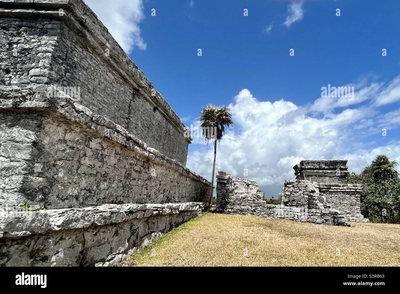 Palme in der alten Maya-ummauerten Stadt in Tulum, Mexiko Stockfoto