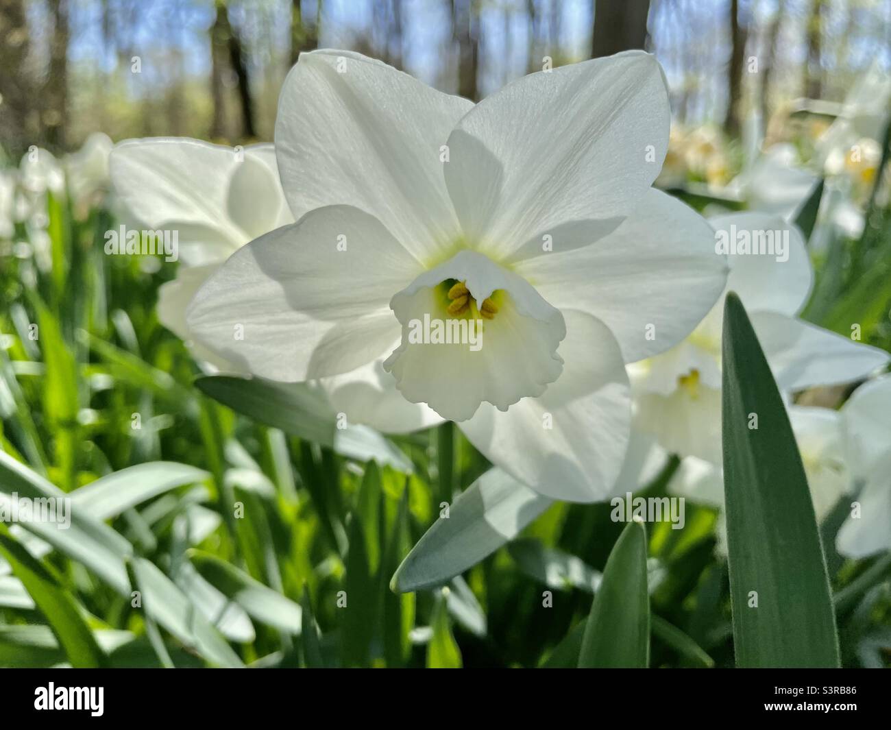 Weiße Narzisse Stockfoto