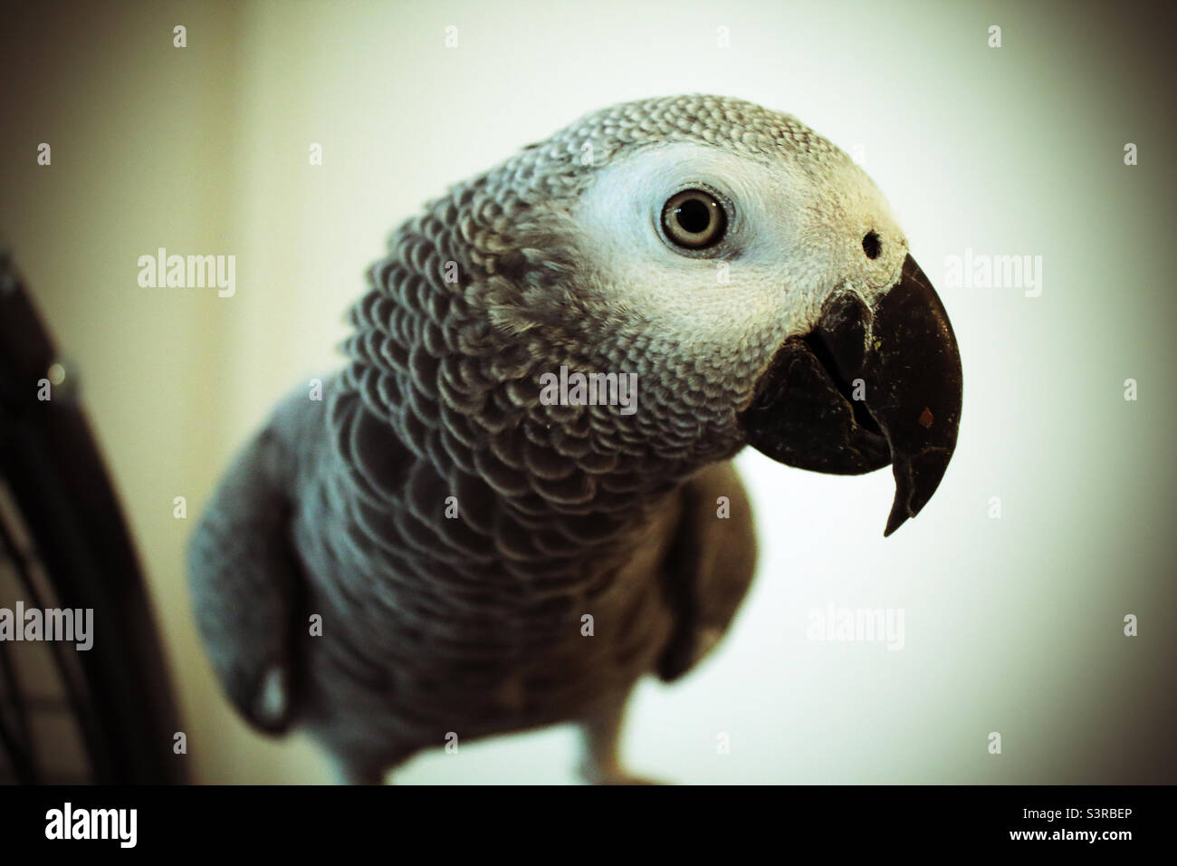 Ein grauer Baby-Papagei aus Afrika. Der Papagei schaut auf die Kamera. Dies ist ein roter Schwanz Kongo African Grey Typ Papagei - Smartphone-aufgenommenes Stockfoto