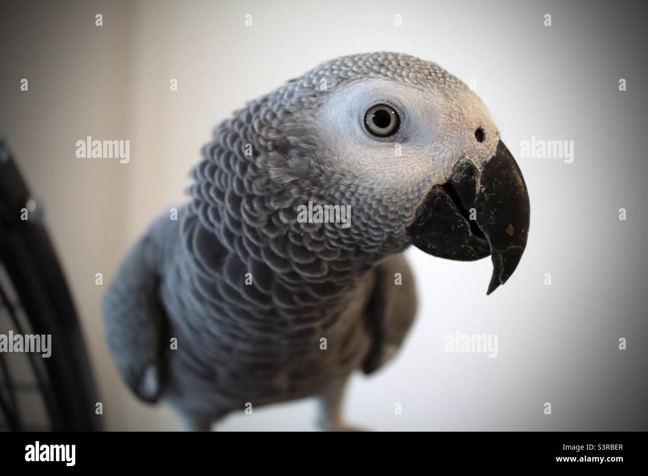 Ein Baby African Grey Papagei, der direkt auf die Kamera schaut. Der Papagei ist ein Vogel vom Typ Kongo mit rotem Schwanz. - Smartphone-aufgenommenes Stockfoto