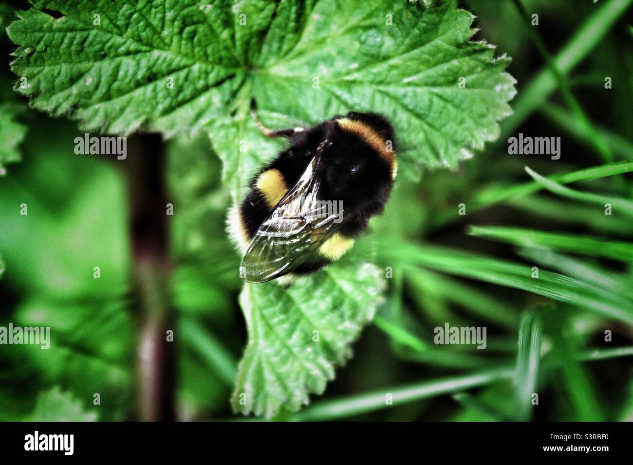 Eine Nahaufnahme einer Biene, die auf einem Blatt gelandet ist. Dieses Foto wurde auf einer Wiese in Liverpool, Merseyside, aufgenommen. Das Foto wurde im Mai 2022 aufgenommen. - Smartphone-aufgenommenes Stockfoto