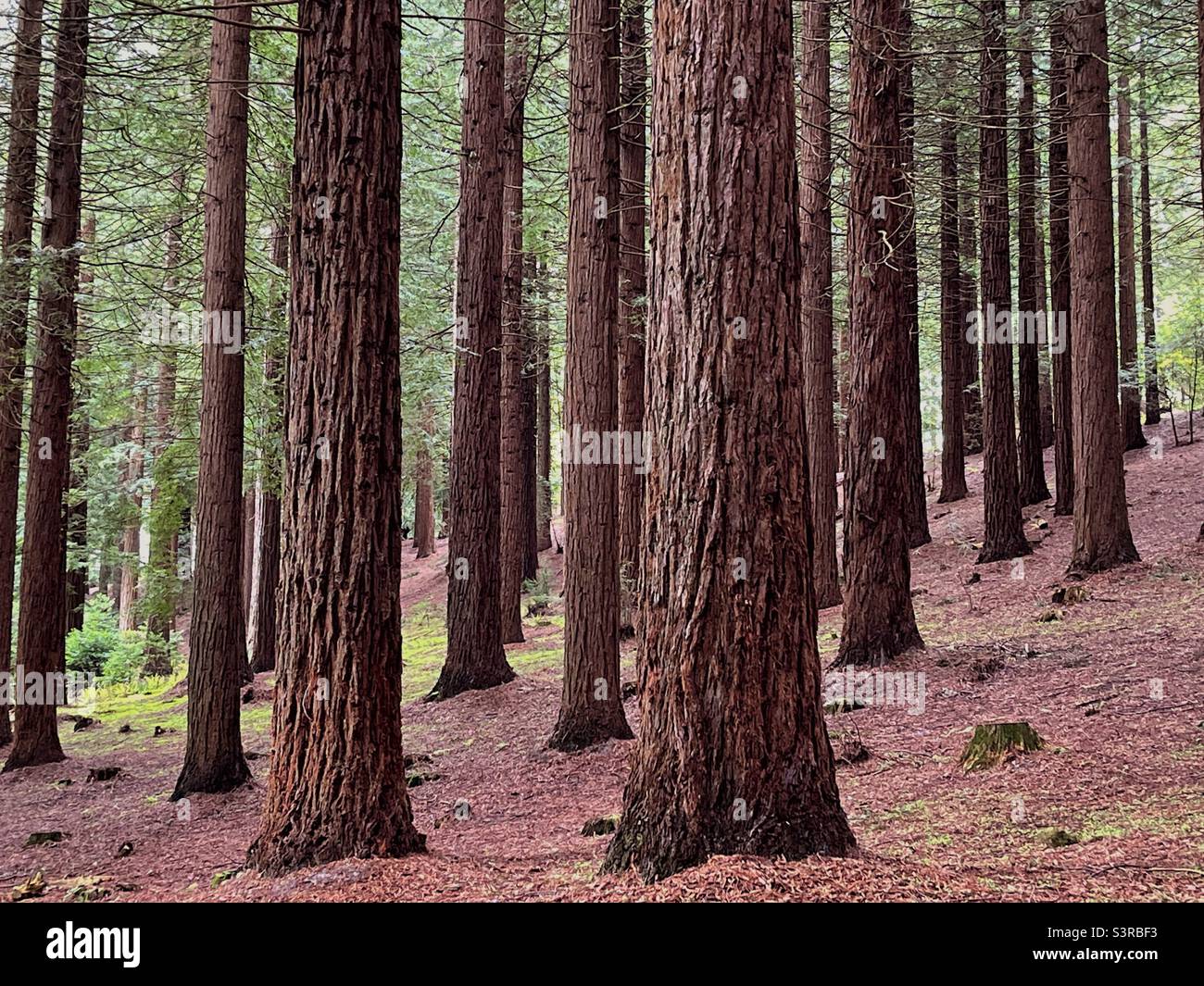 Reife Rotholzbäume in einem Wald - Smartphone-aufgenommenes Stockfoto