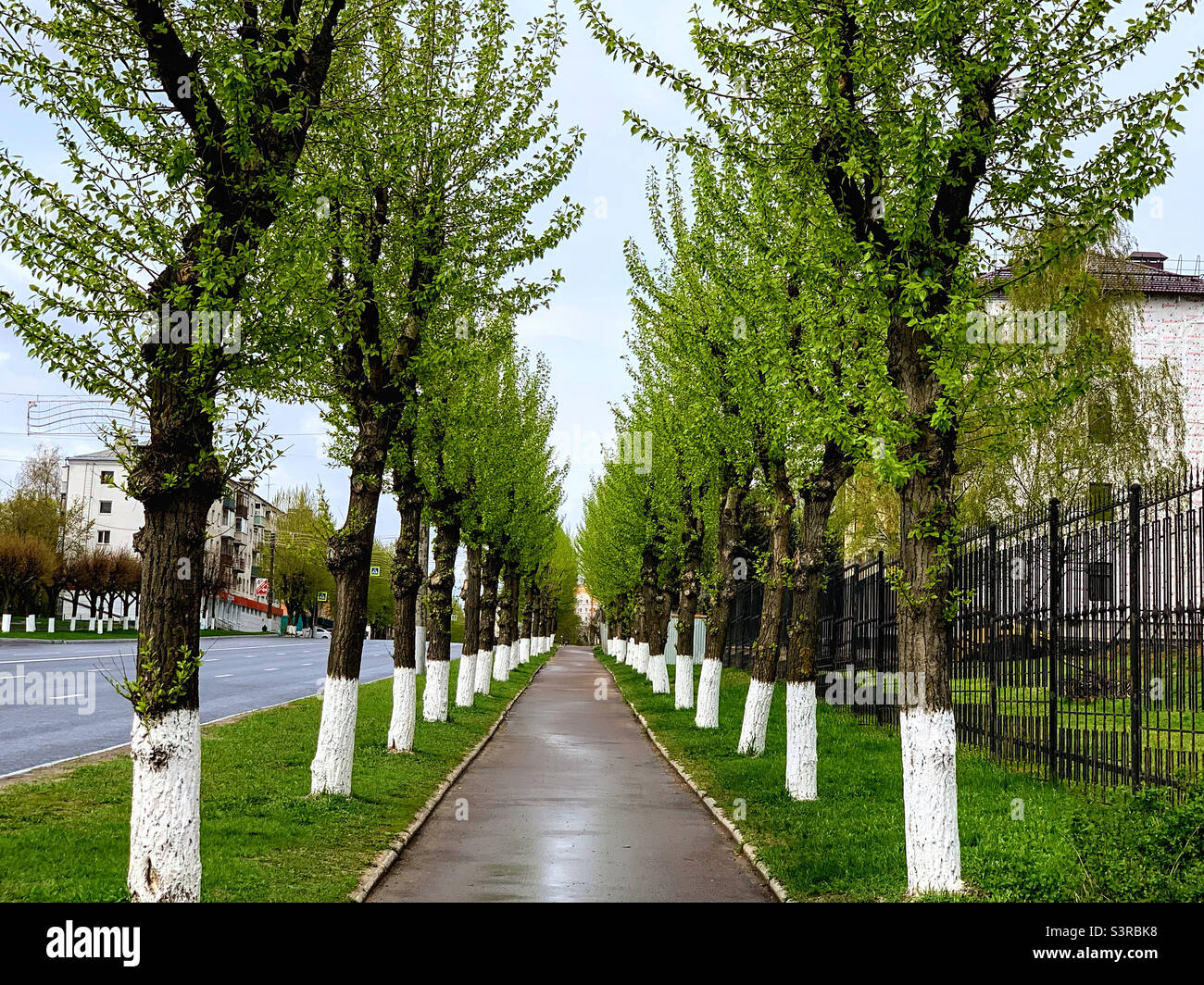 Alley von kleinen Bäumen für bequeme Spaziergänge Stockfoto