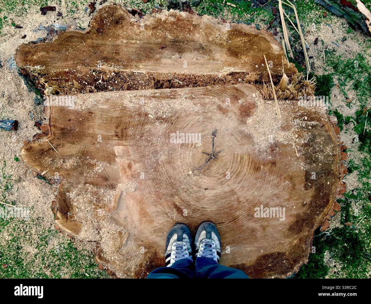 Ein großer Querschnitt eines gesunden Laubbaumstamms unter meinen Füßen. Großes Holz. Stockfoto