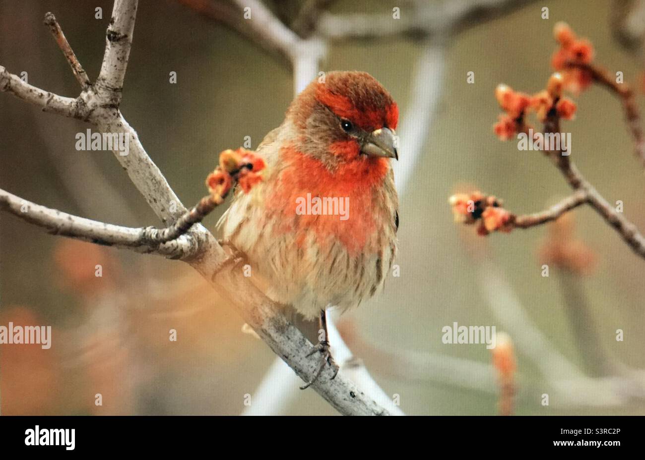 Hausfink, Vogelfotografie, Vogelbeobachtung, Vogelbeobachtung, Gartenfotografie, Nordamerika, Vögel, Wildtiere. Hausfink, Anfang Frühjahr Stockfoto