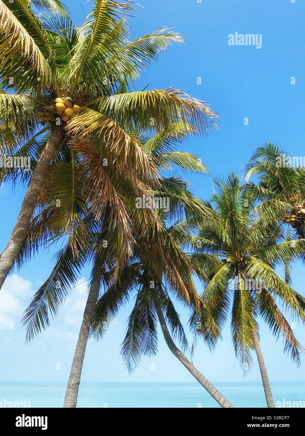Tropischer Blick auf Kokospalmen und das Meer Stockfoto
