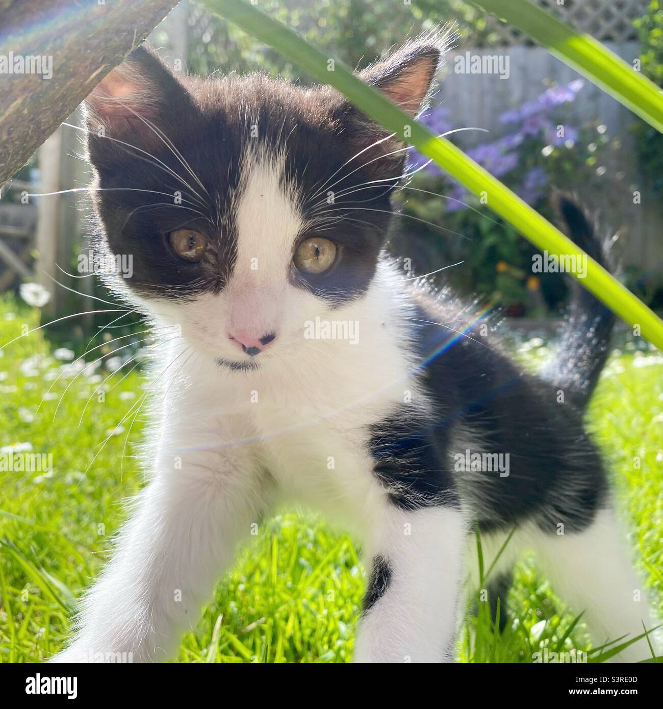 Nahaufnahme eines jungen schwarz-weißen Kätzchens, das in einem Garten verspielt ist. - Smartphone-aufgenommenes Stockfoto
