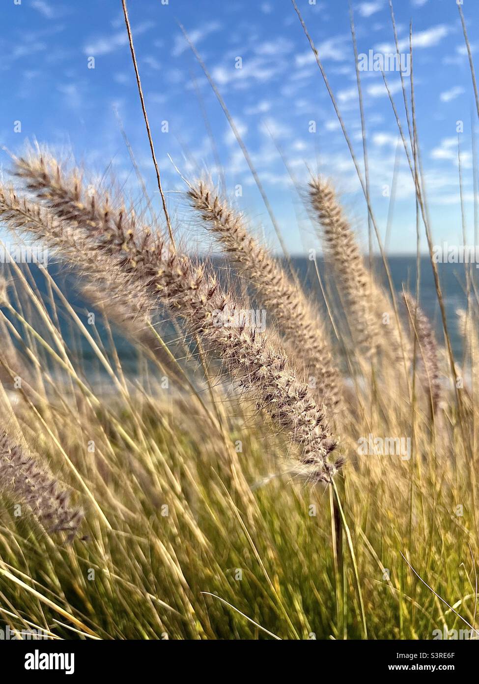 Wildes Gras entlang des Pazifischen Ozeans Stockfoto