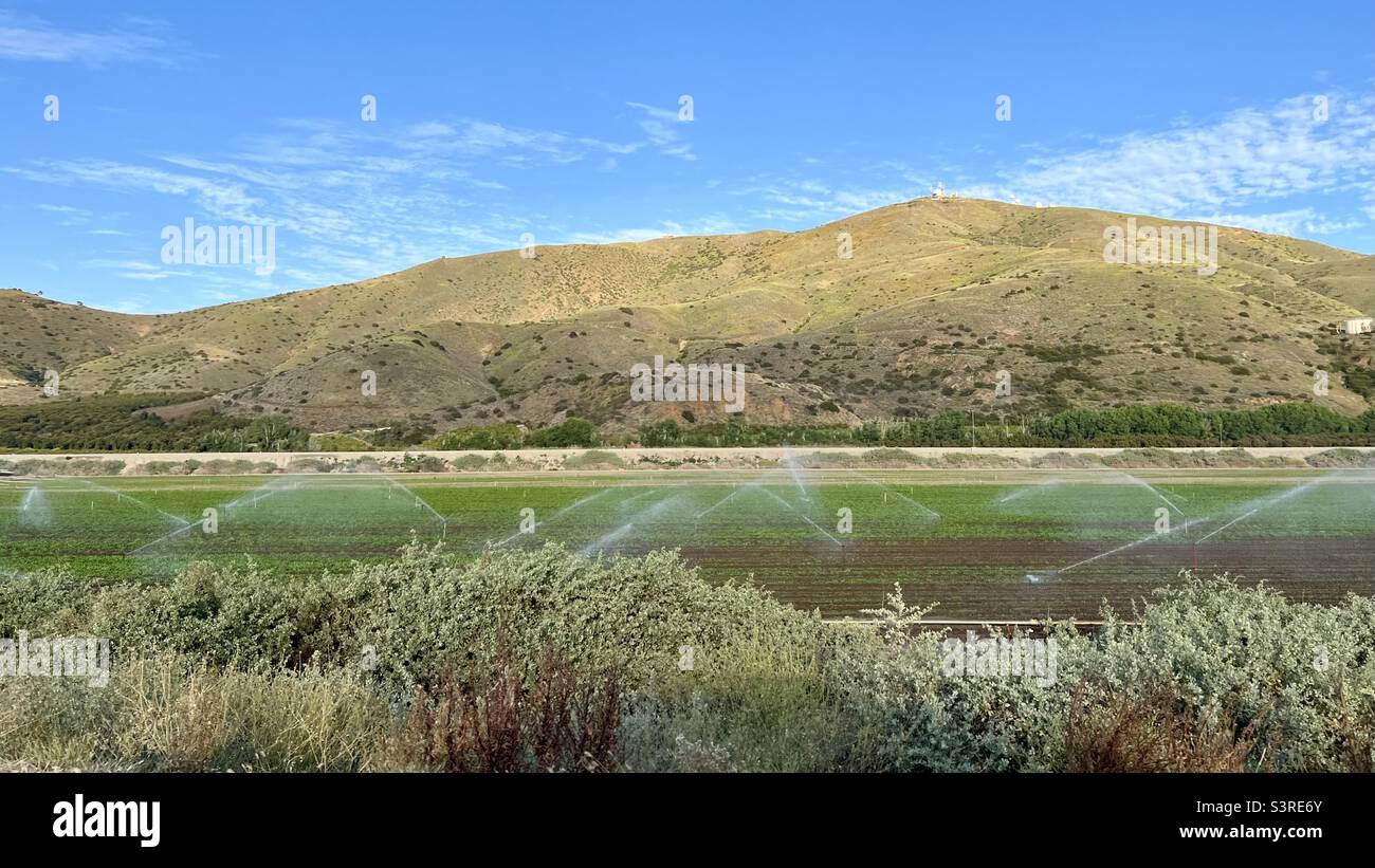 Kalifornisches Farmland, das mit Sprinklern bewässert wurde Stockfoto