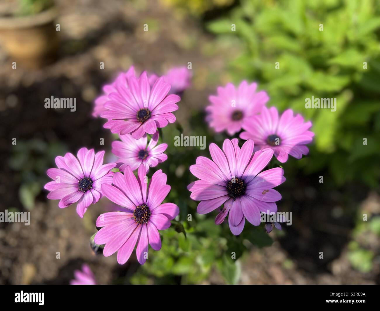 Lila Osteospermum Blumen mit Bokeh Hintergrund Stockfoto