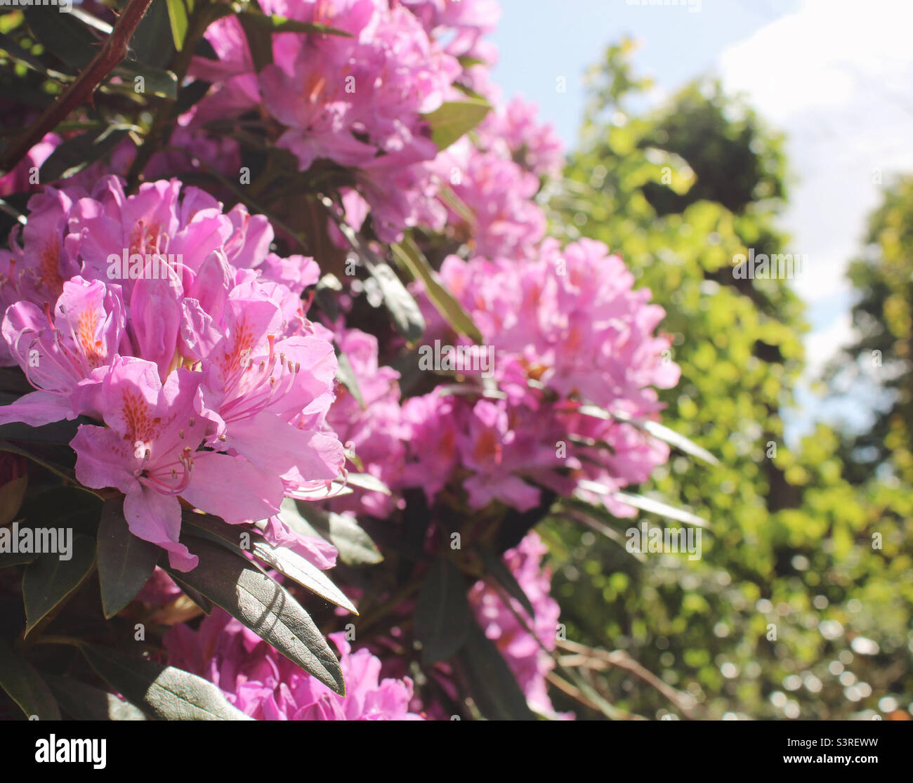 Rhodendron im Sonnenschein Stockfoto