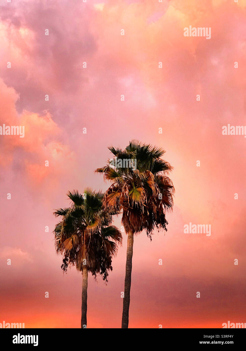 Palmen vor einem strahlend rosa Sonnenuntergang in Portugal Stockfoto