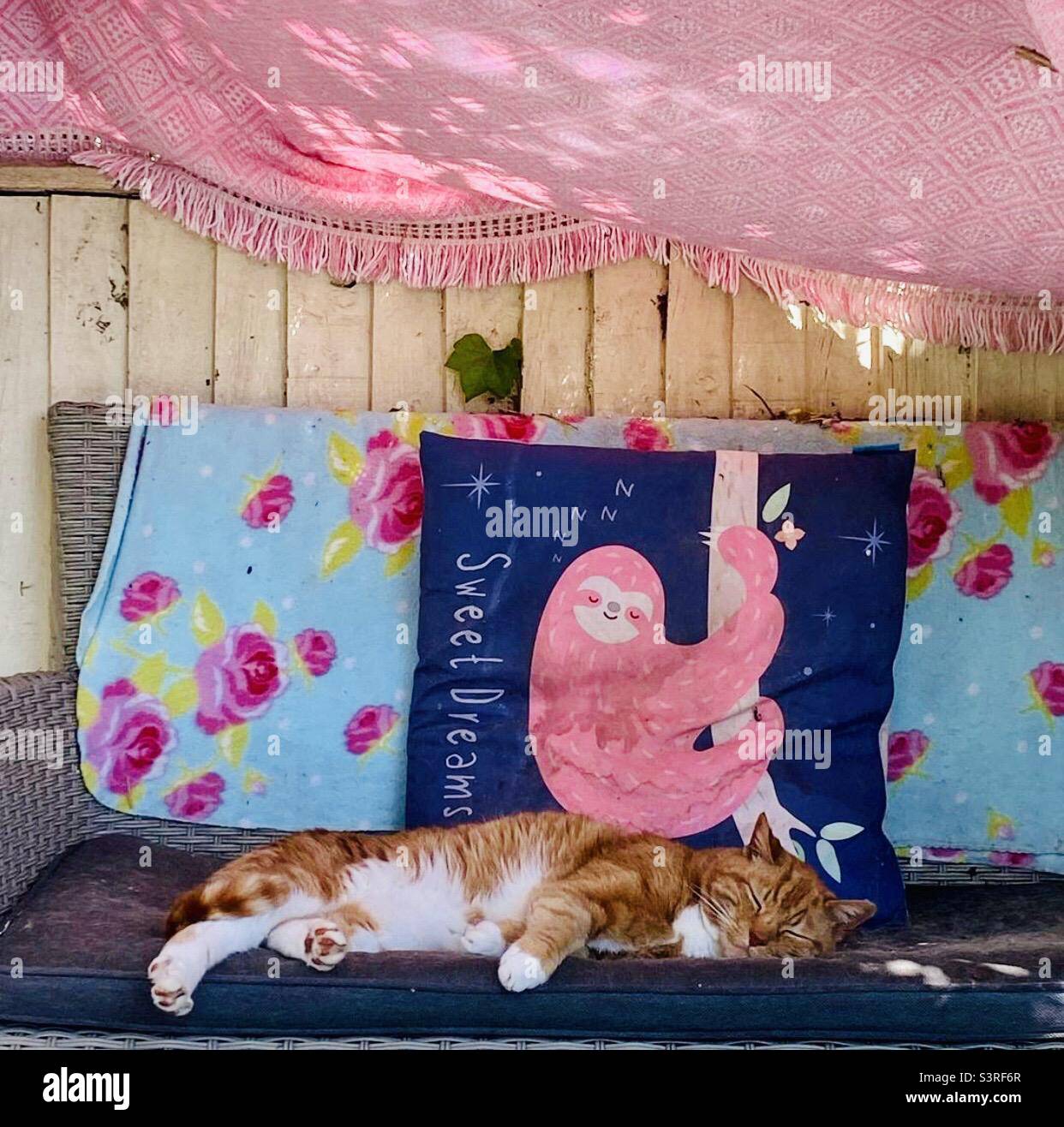 Sweet Dreams - schlafender Ingwer tom CAT auf dem Gartensofa Stockfoto