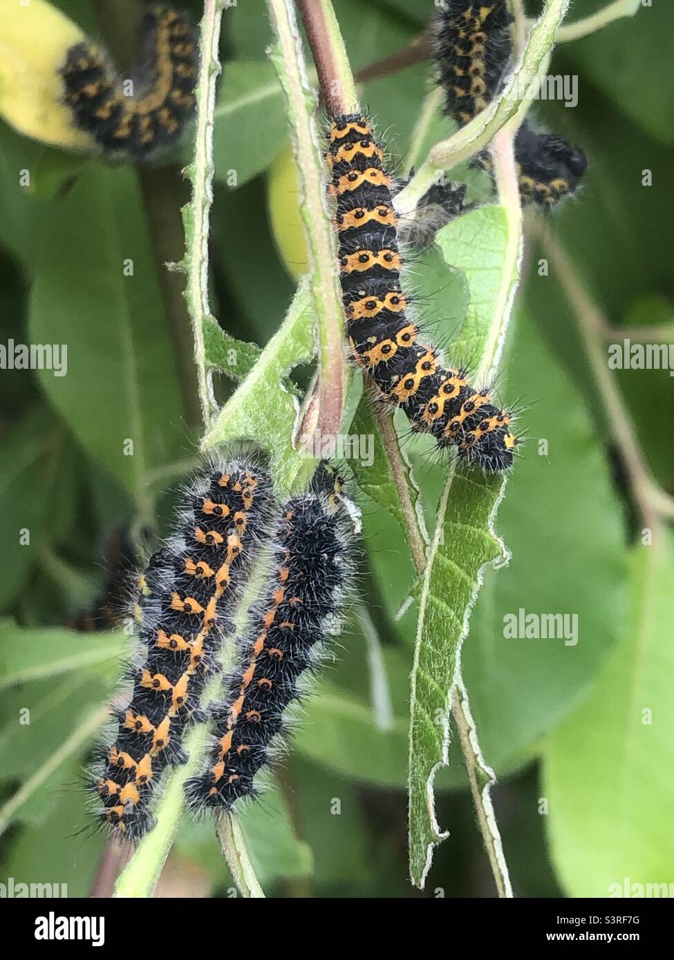 Emperor Motte (saturnia pavonia) die einzige Seidenmotte, die im ganzen Vereinigten Königreich gefunden wurde. Frühstadium der Insta, bevor sie zu einer endgültigen grünen Larve wird Stockfoto