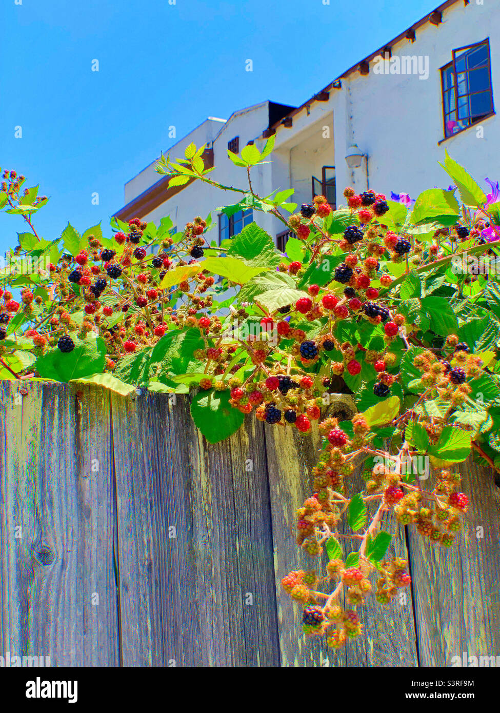 Die wilden Beeren in Farben kletterten über den hellen schwarzen Holzzaun zu meinem Hinterhof hinter dem anständigen blauen Himmel. Der Hintergrund ist die spanische Hauswohnung. Stockfoto