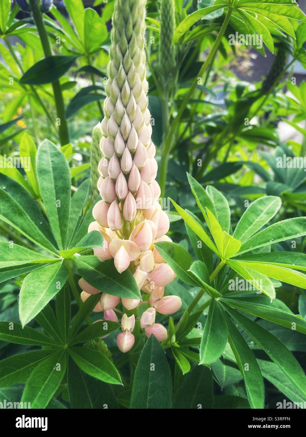 Ein Foto einer hellen, pfirsichfarbenen Lupinenblüte in einem Garten, umgeben von Blättern. - Smartphone-aufgenommenes Stockfoto