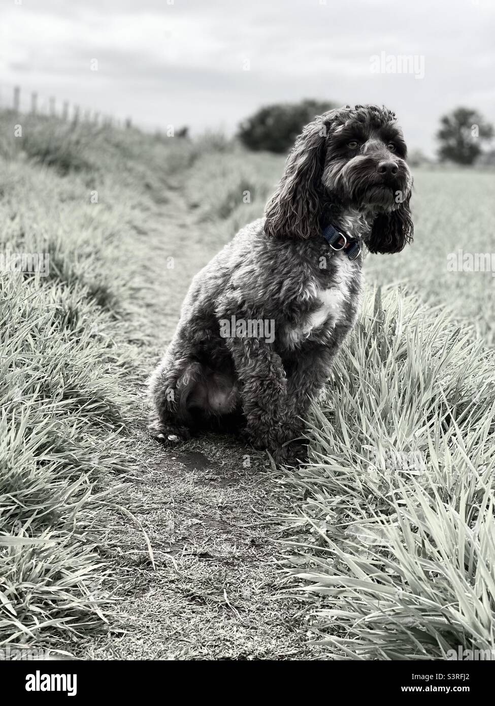 Was ist das? Cockapoo Hund auf dem Feld Stockfoto