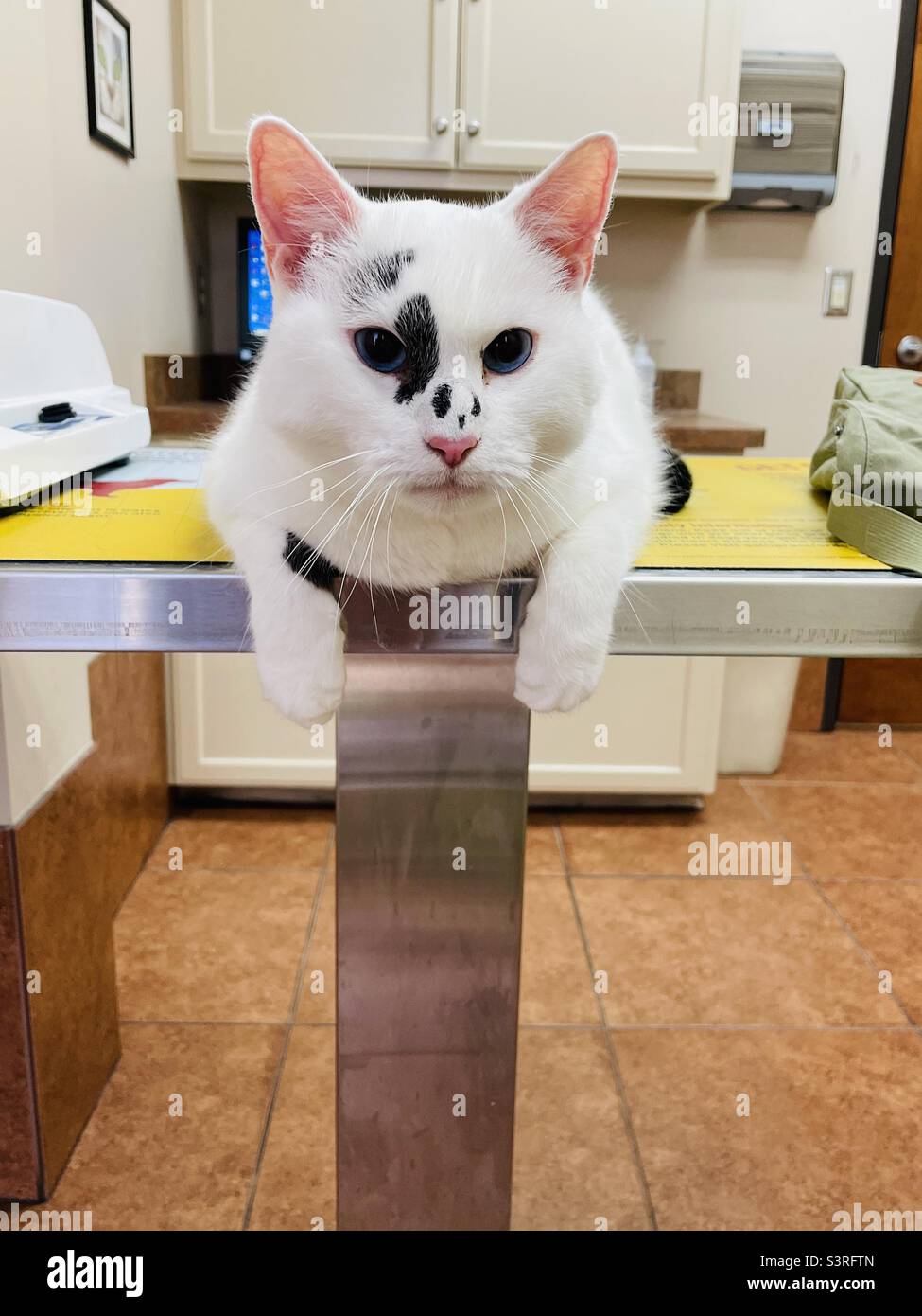 Katze wartet wütend auf den Tierarzt. Stockfoto