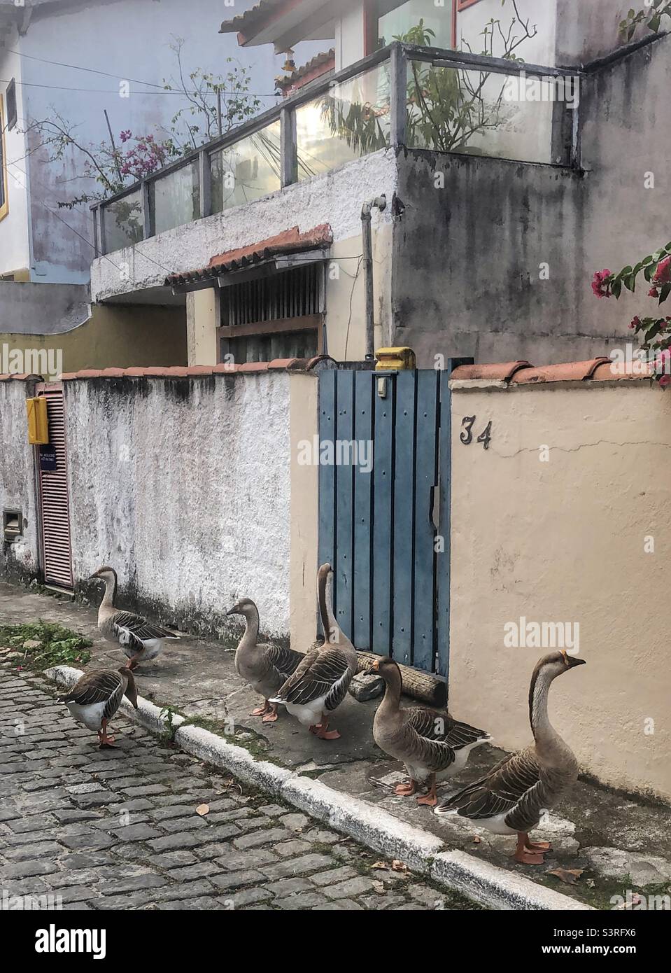 Gänse versammelten sich vor einem Haus in einem Viertel in Buzios, Brasilien. Stockfoto