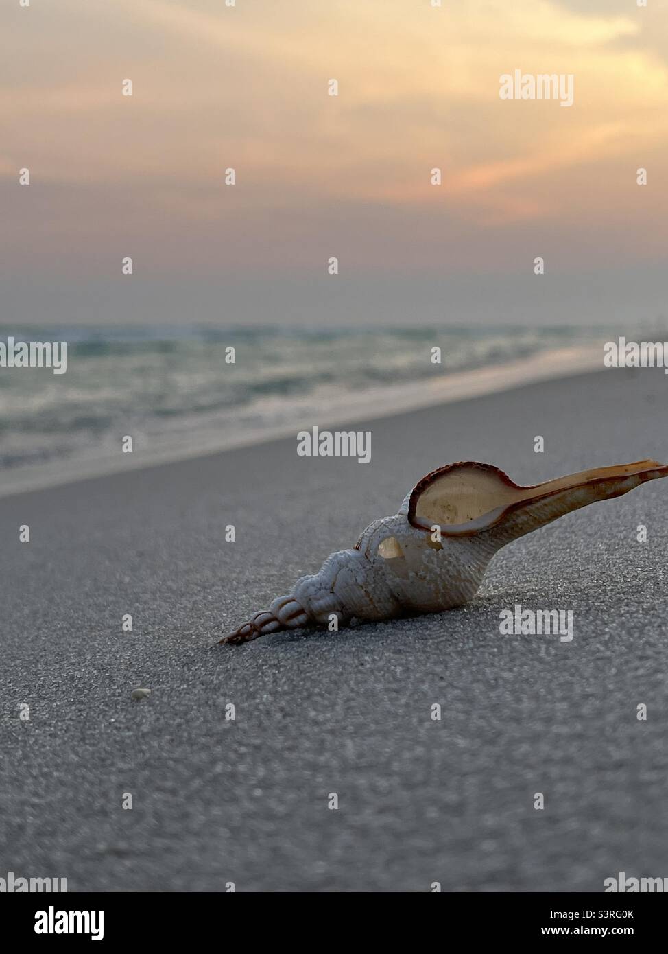 Seashell mit Strand Sonnenuntergang Hintergrund Stockfoto