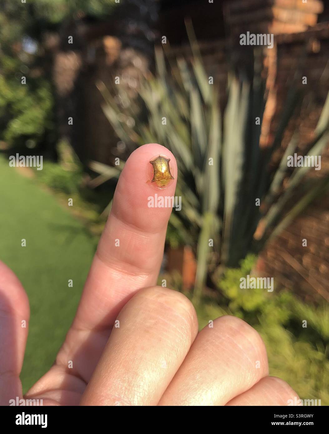Blendend goldener Schildkrötenkäfer am Finger einer Person. Gefunden in Gauteng, Südafrika Stockfoto