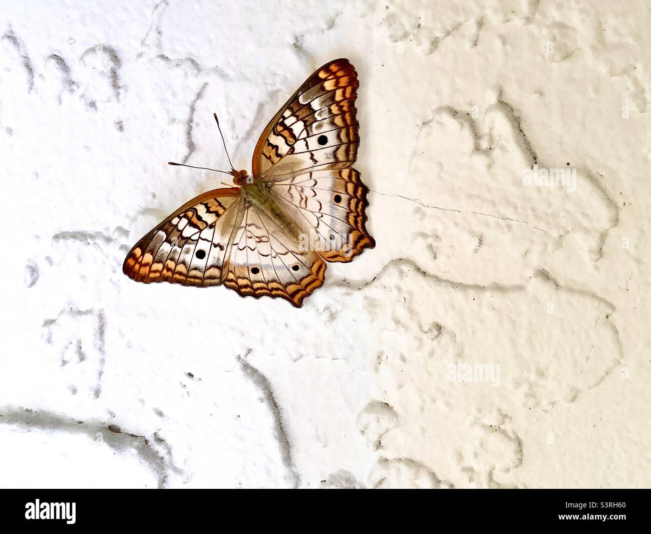 Monarch-Schmetterling Stockfoto