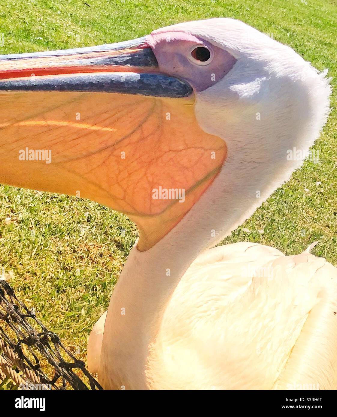 Nahaufnahme eines Pelikans und seiner Schlucht, wo die Adern sichtbar sind Stockfoto