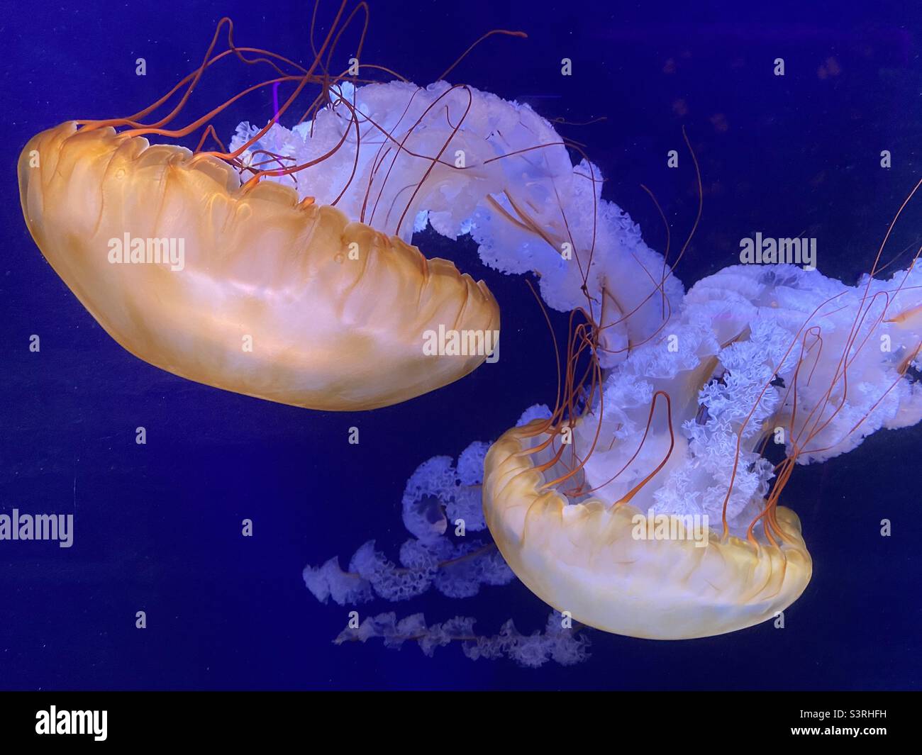 Quallen in einem aquarium - Smartphone-aufgenommenes Stockfoto