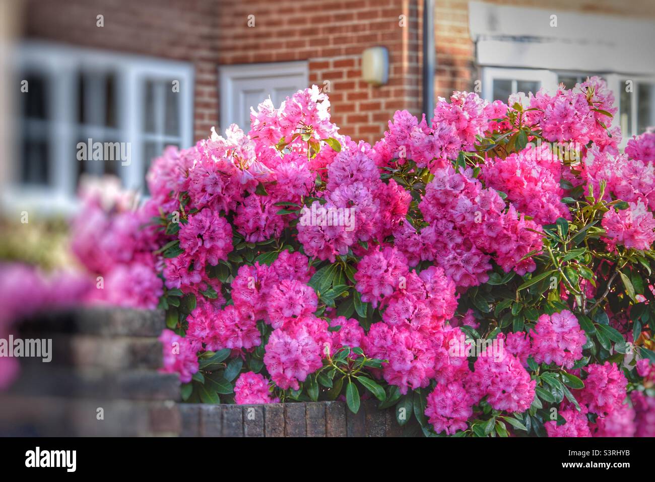 Rhododendron-Busch Stockfoto