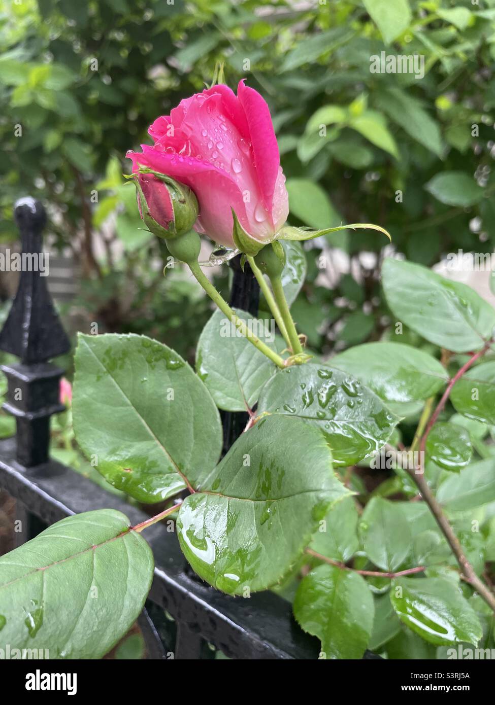 Nahaufnahme einer rosa Rosenknospe nach Regen. - Smartphone-aufgenommenes Stockfoto