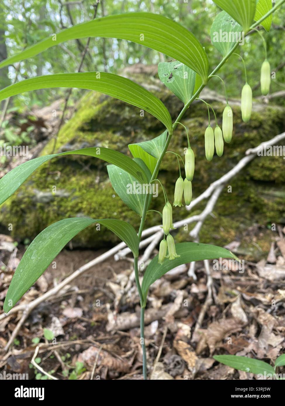 Smooth Solomon's Seal, Great Solomon's-Seal, und Sealwort, ist Teil der Lilienfamilie. Sie wachsen gut im Schatten und haben gebogene Stängel. Sie produzieren baumelnde Blüten, gefolgt von kleinen runden Früchten - Smartphone-aufgenommenes Stockfoto