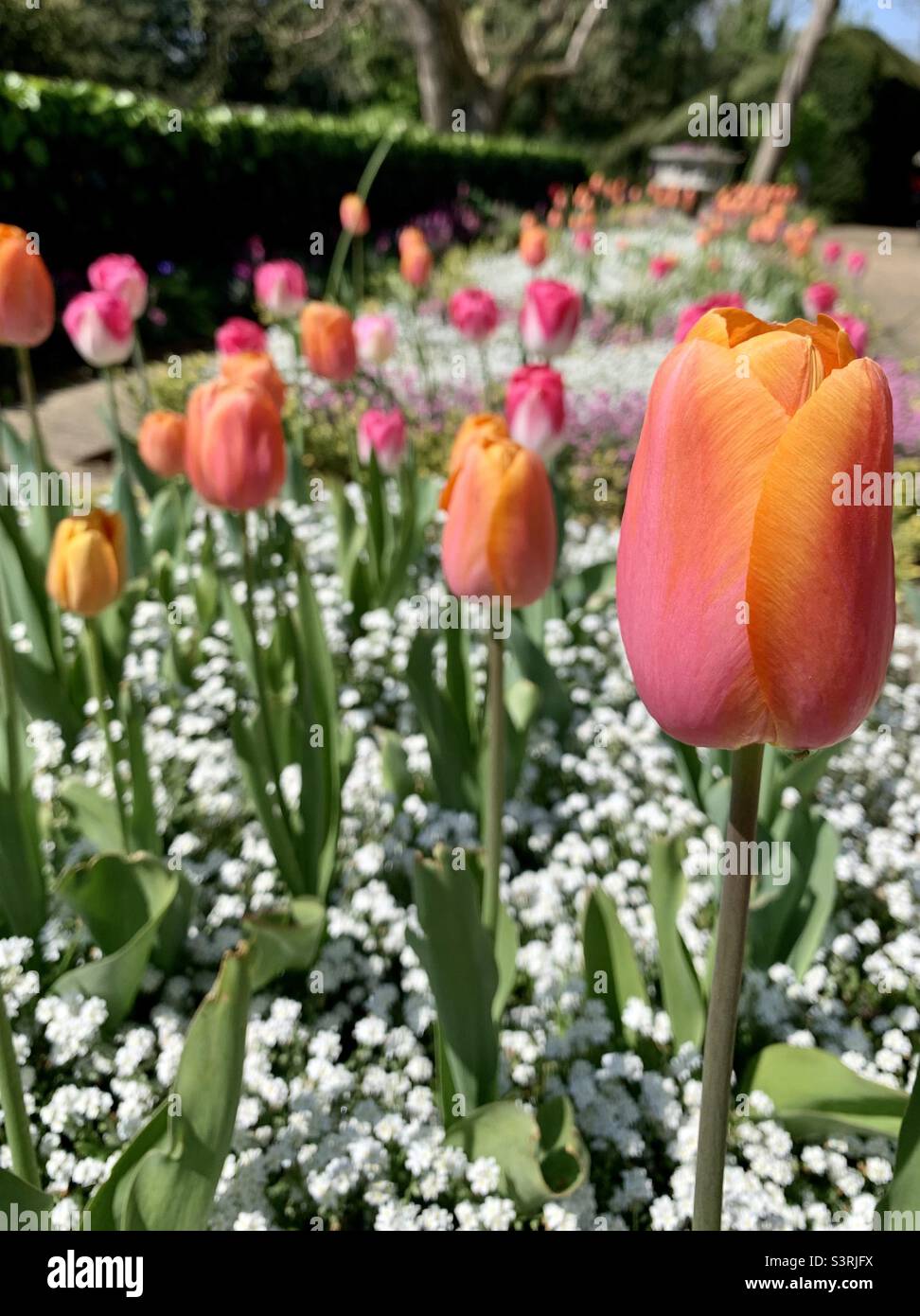 Schöne bunte Tulpen - Smartphone-aufgenommenes Stockfoto