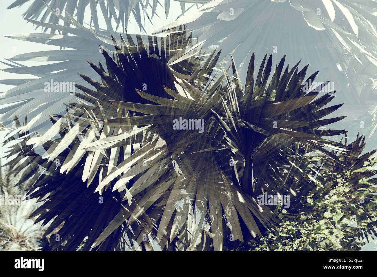 Doppelbelichtung von Palmenblättern, abstrakter kreativer Hintergrund Stockfoto