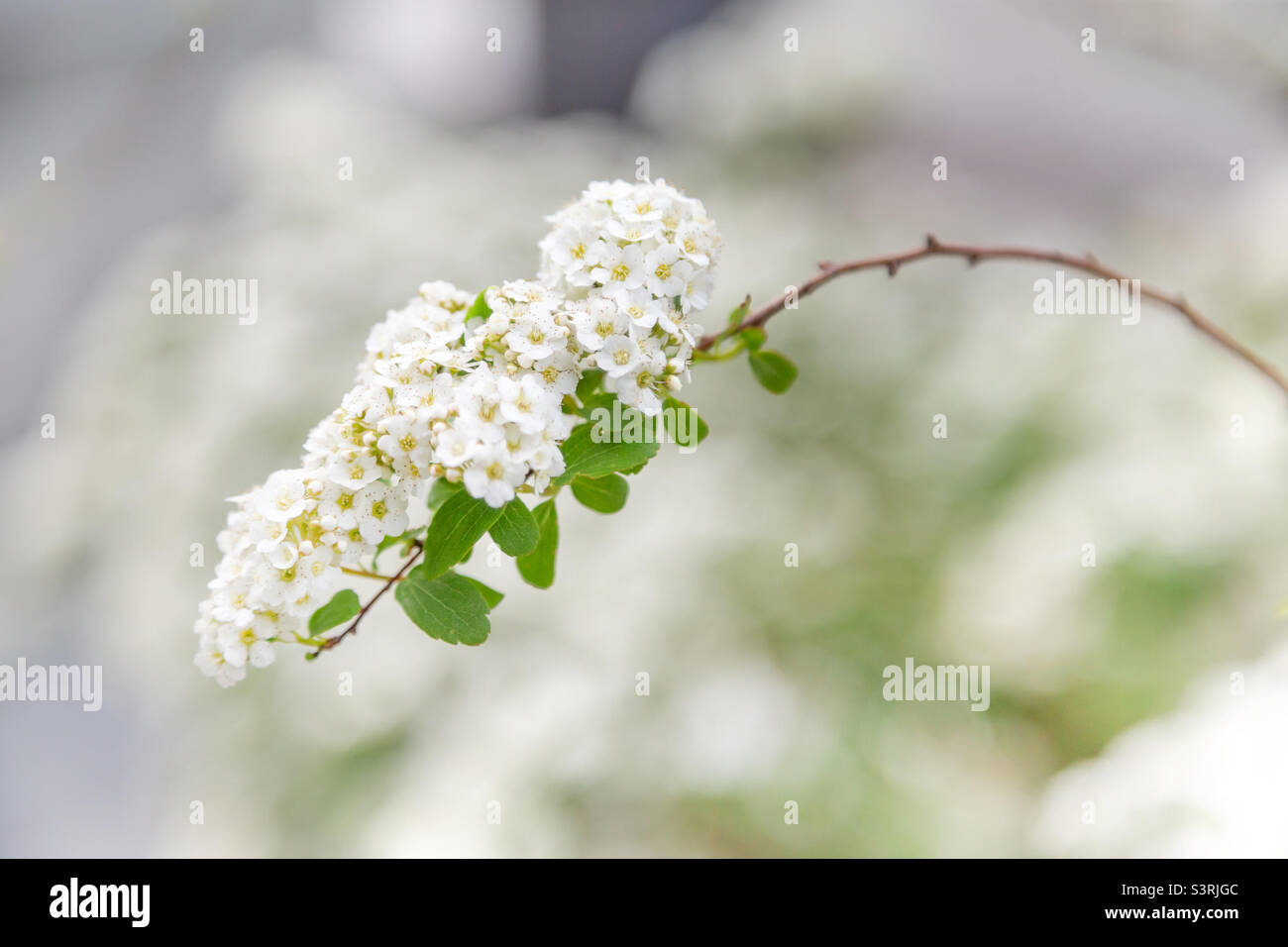 Blühende weiße Blüten verzweigen sich aus der Nähe, Frühling in Tiflis, Georgien Stockfoto