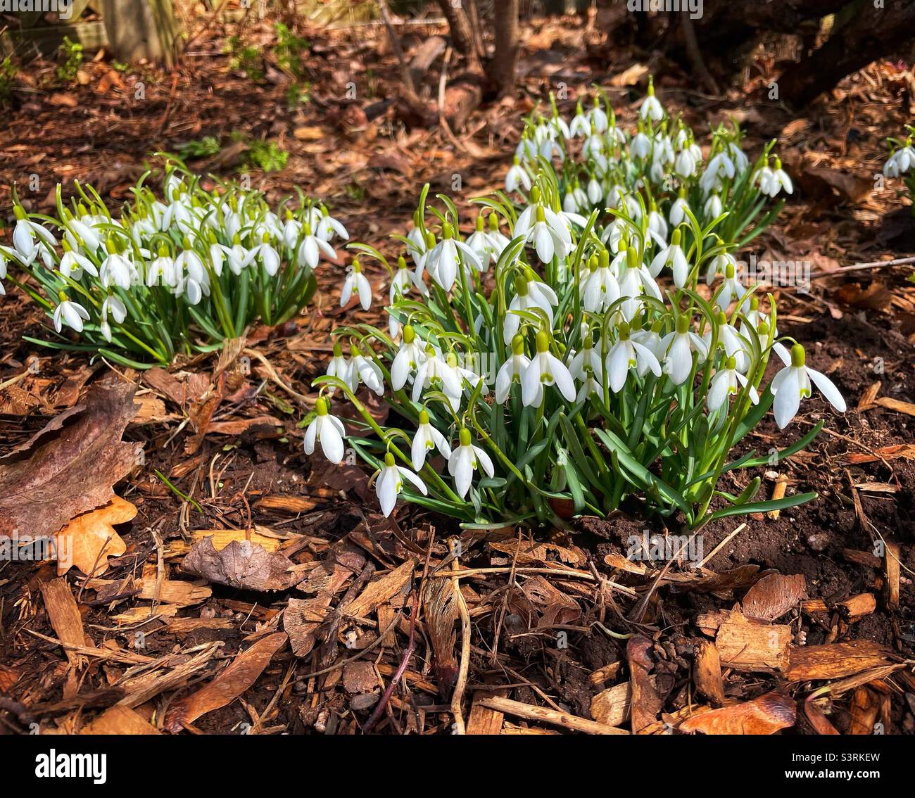 Schneeglöckchen blühen im frühlingshaften Garten. Stockfoto