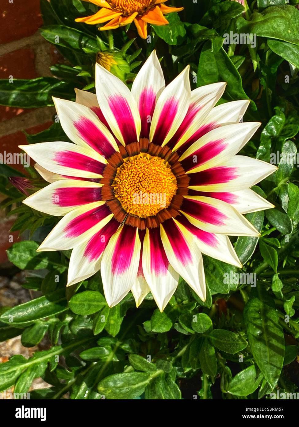 Gazanien Blume Stockfoto