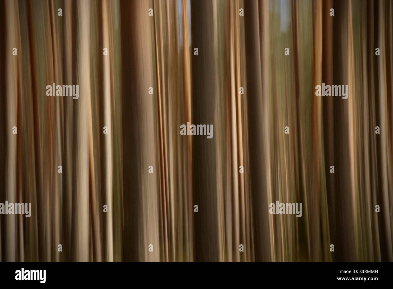 Bäume, Kiefer. Langzeitbelichtung im Wald in abstrakter Optik mit horizontalen Linien durch vertikale Kamerabewegung. Stockfoto
