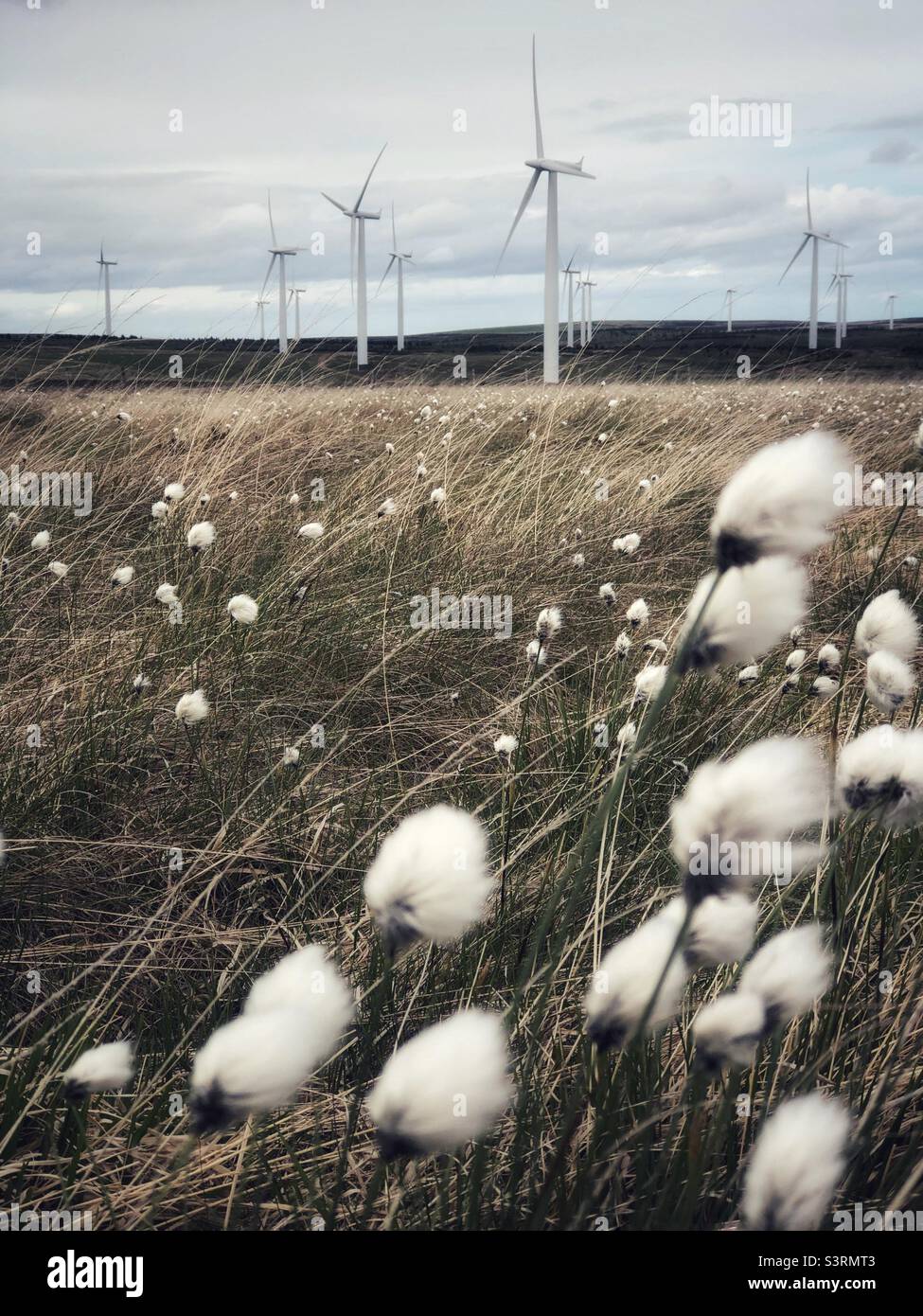Gewöhnliches Baumwollgras, das im Wind zwischen dem Windpark weht - Smartphone-aufgenommenes Stockfoto
