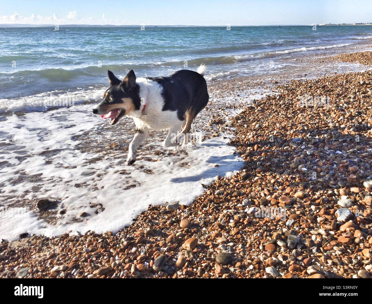 Ein Collie läuft am Strand - Smartphone-aufgenommenes Stockfoto