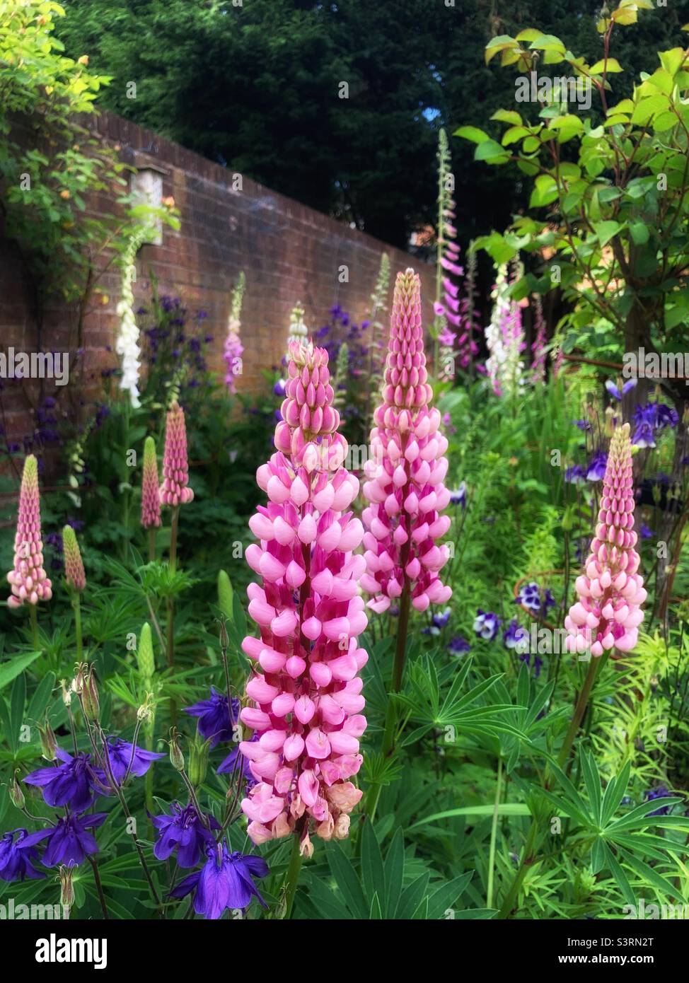 Lupinen Überall! Stockfoto