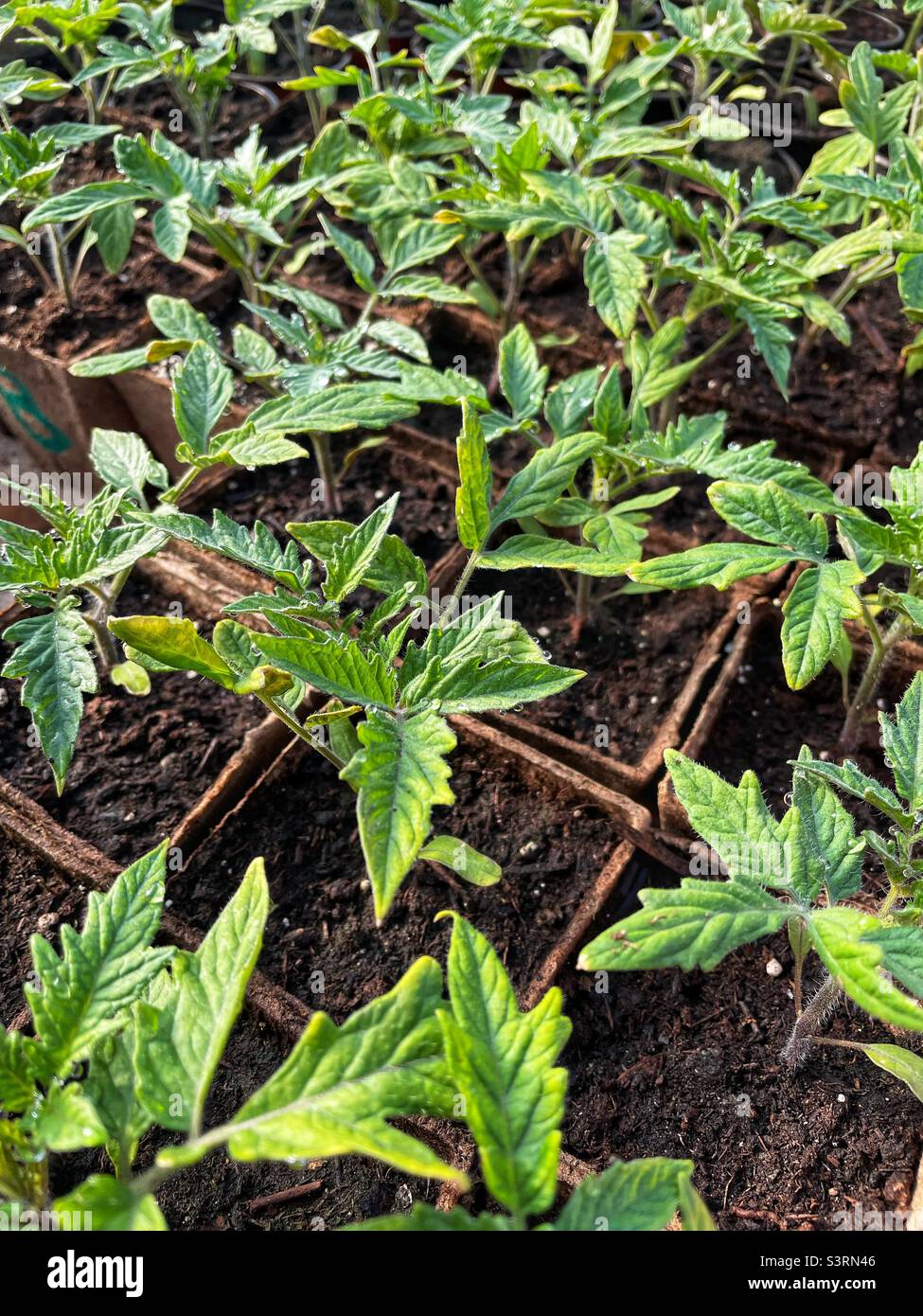 Junge Tomatentransplantationen, die in Torftöpfen wachsen. - Smartphone-aufgenommenes Stockfoto