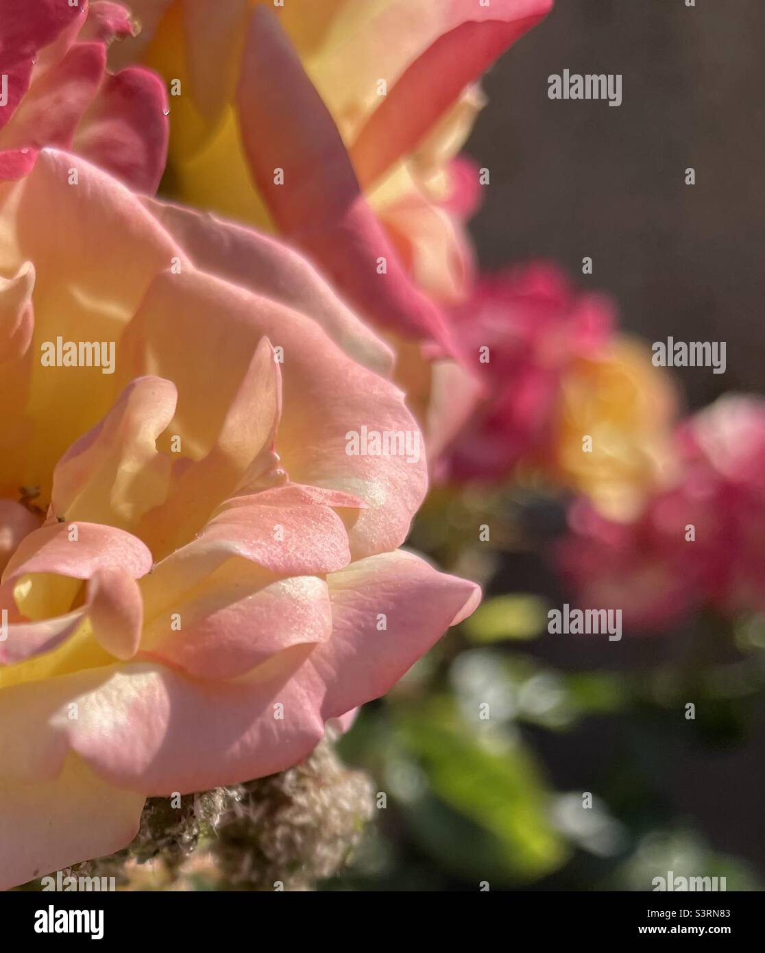 Rose nel Giardino Stockfoto