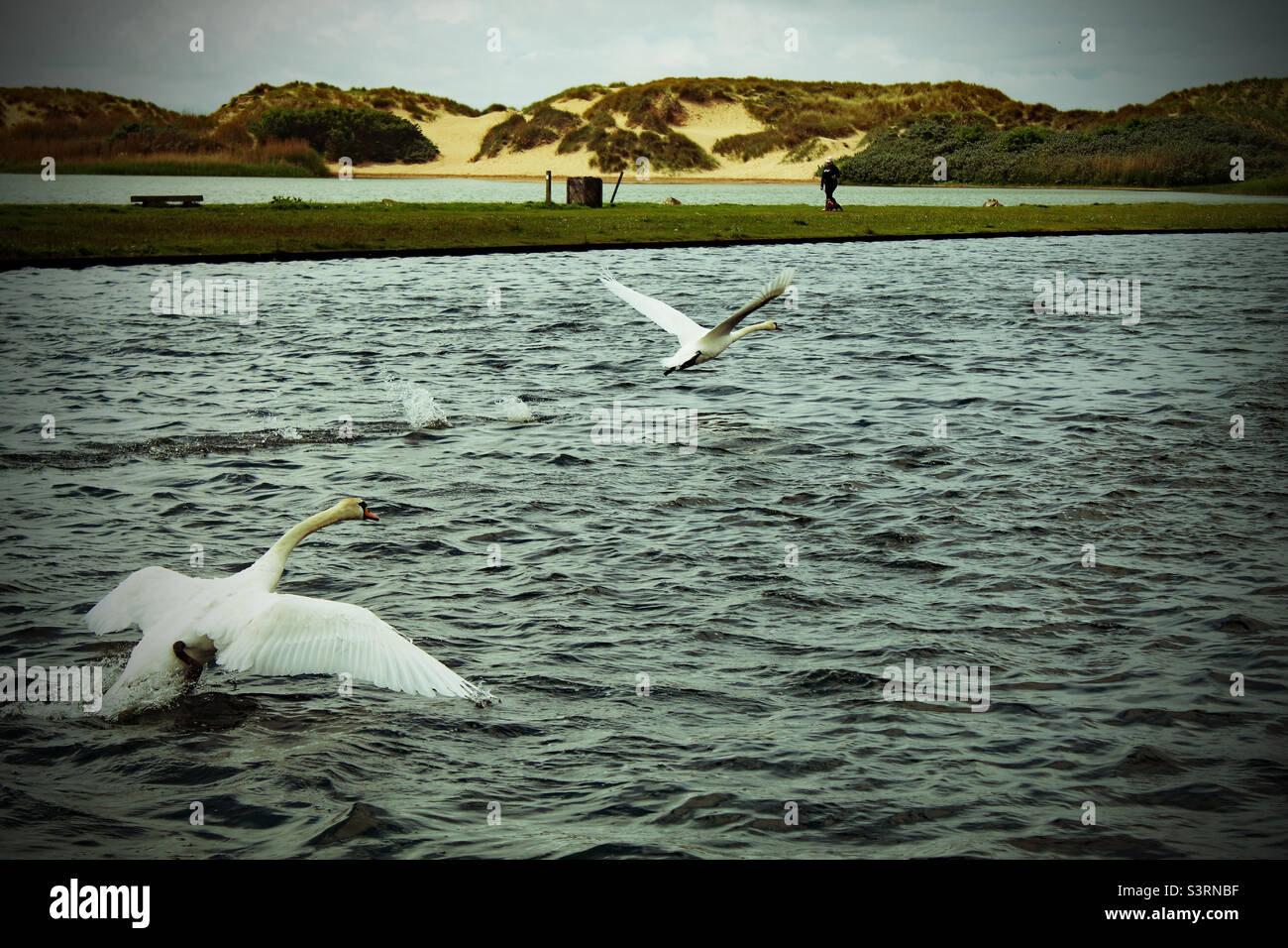 Zwei Schwäne fliegen über einen See in Crosby Marina in der Nähe von Crosby Beach in Liverpool, Merseyside. - Smartphone-aufgenommenes Stockfoto