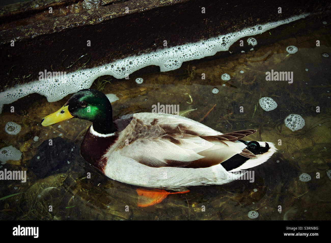 Eine männliche Stockente aus der Nähe Stockfoto